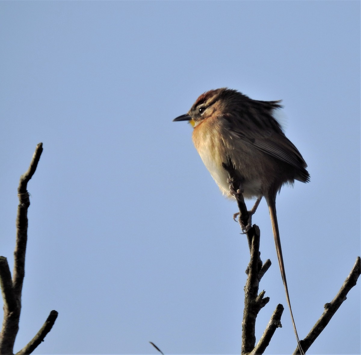 Chotoy Spinetail - ML170219351