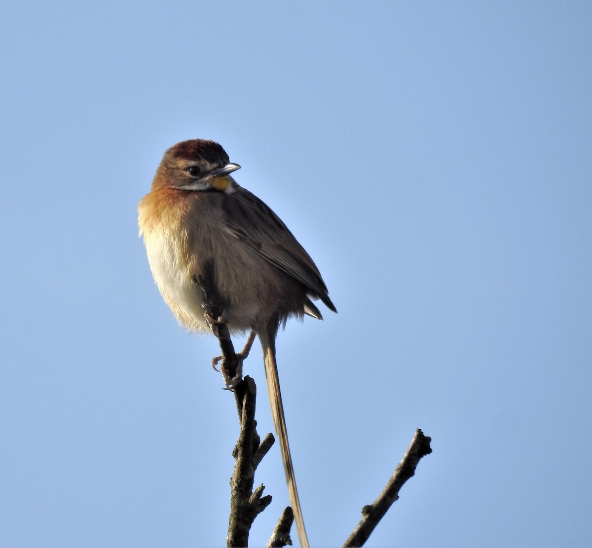 Chotoy Spinetail - ML170219361
