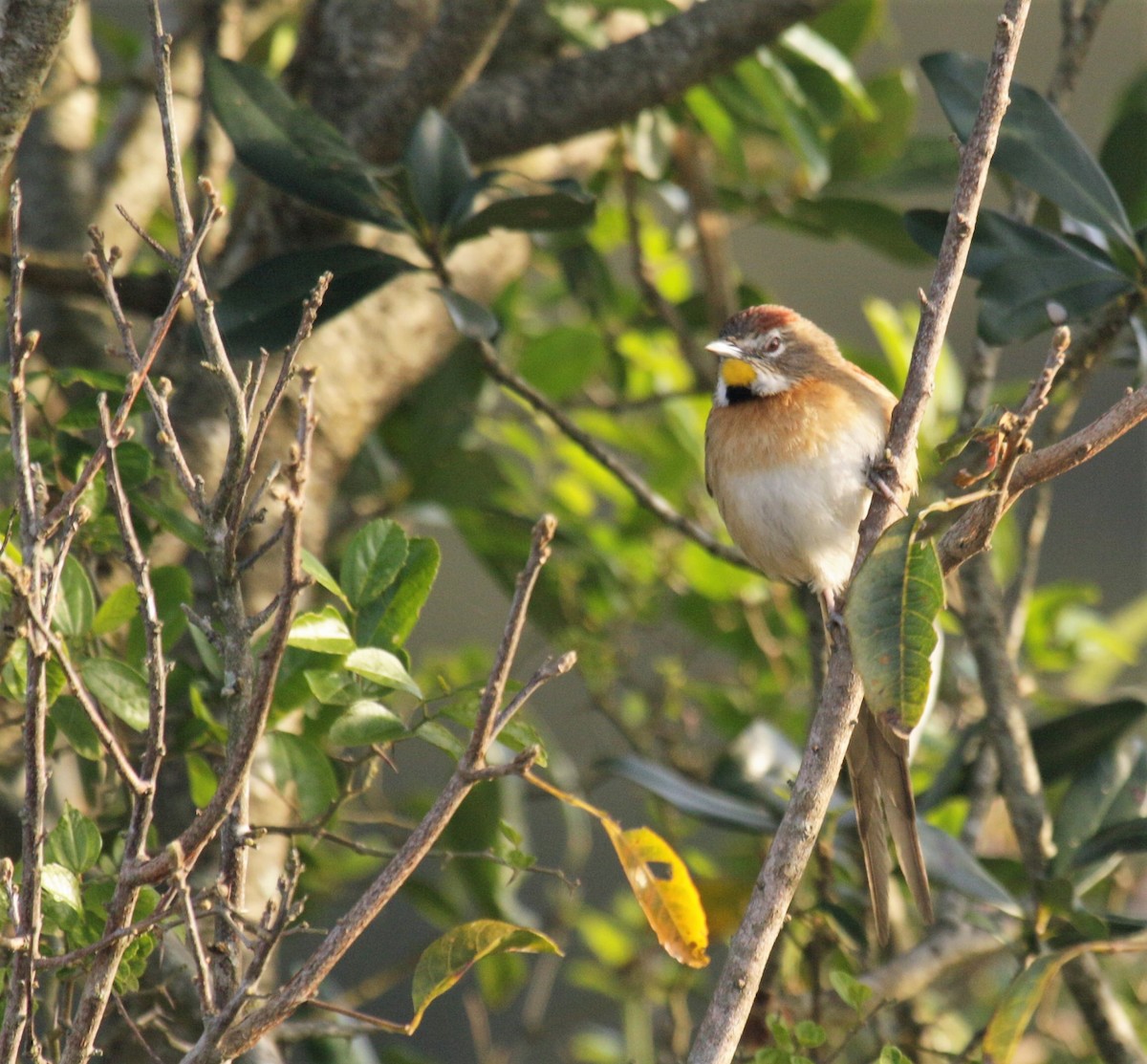 Chotoy Spinetail - ML170219421