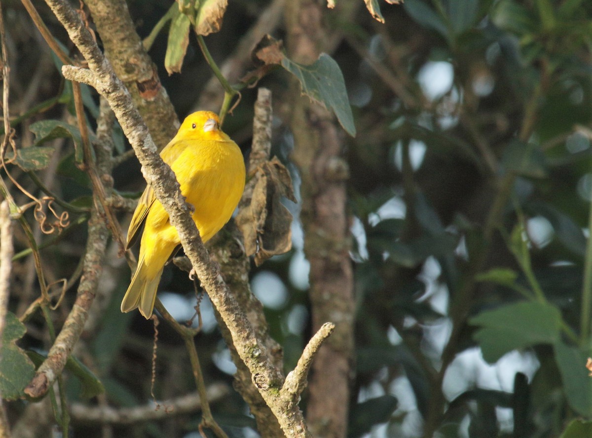 Saffron Finch - ML170219471