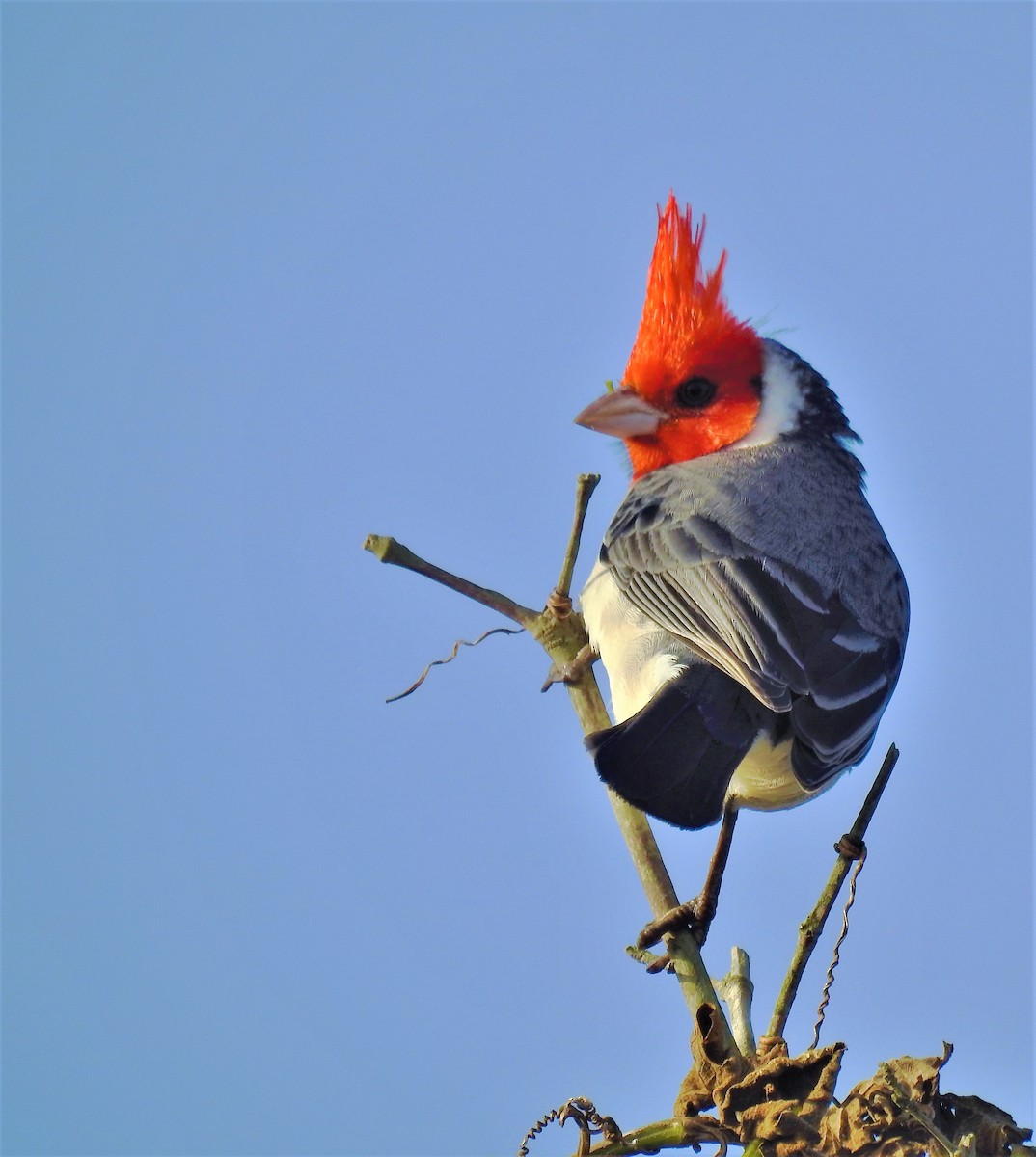 Red-crested Cardinal - ML170219521