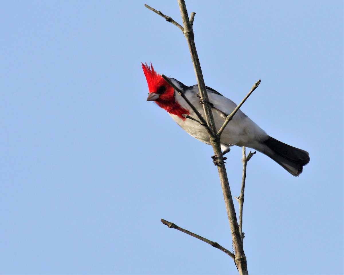 Red-crested Cardinal - ML170219531