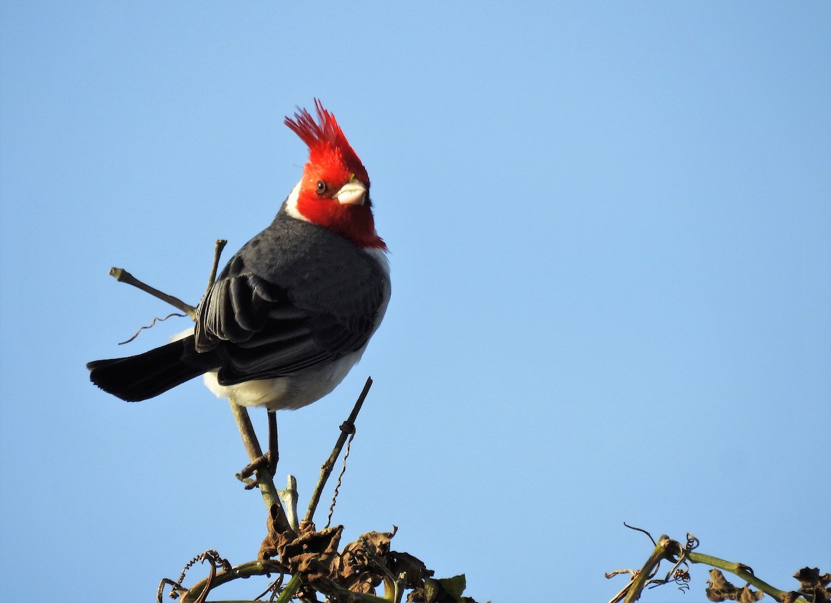Red-crested Cardinal - ML170219541