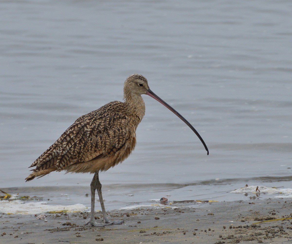 Long-billed Curlew - ML170219601