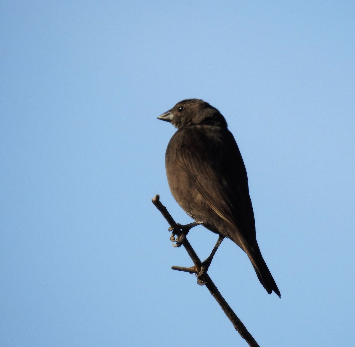 Chestnut-capped Blackbird - ML170219611