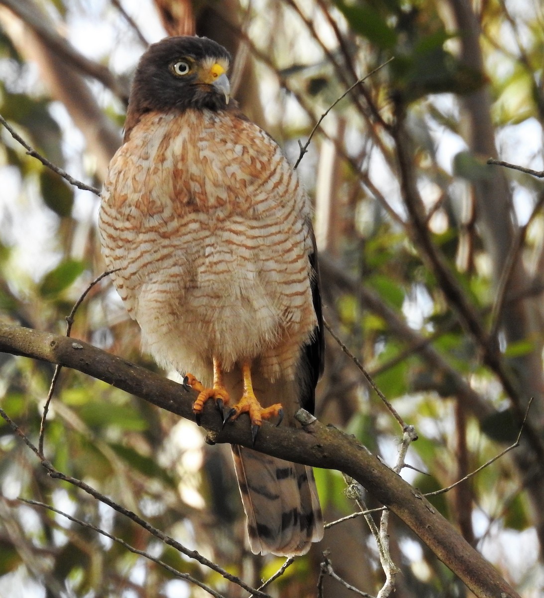 Roadside Hawk - ML170219671