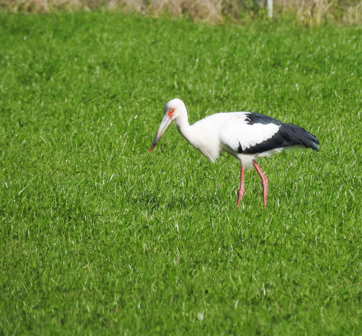 Maguari Stork - ML170219741