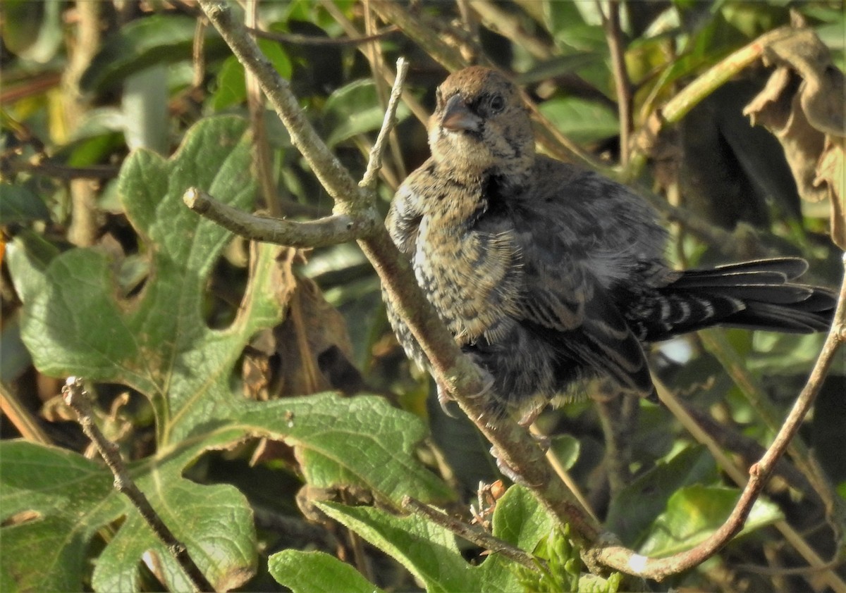 Blue-black Grassquit - ML170219831