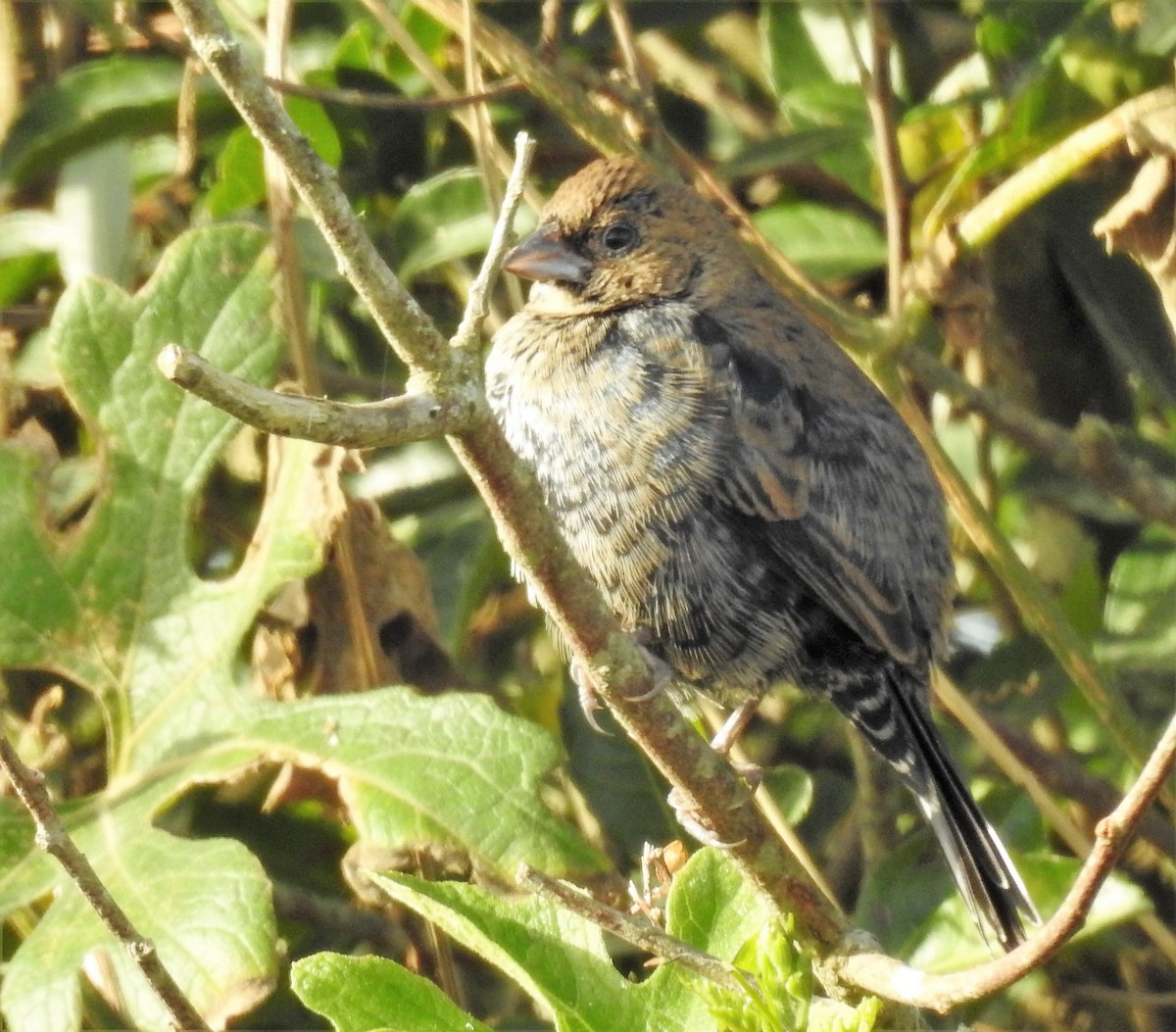 Blue-black Grassquit - ML170219851