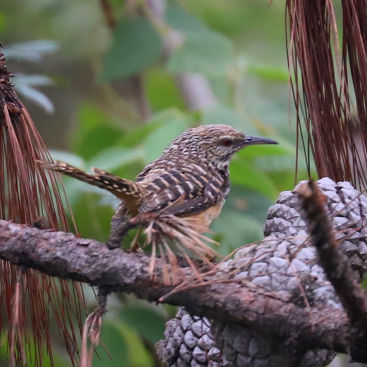 Band-backed Wren - ML170219901