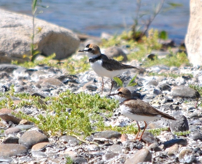 Collared Plover - ML170222031
