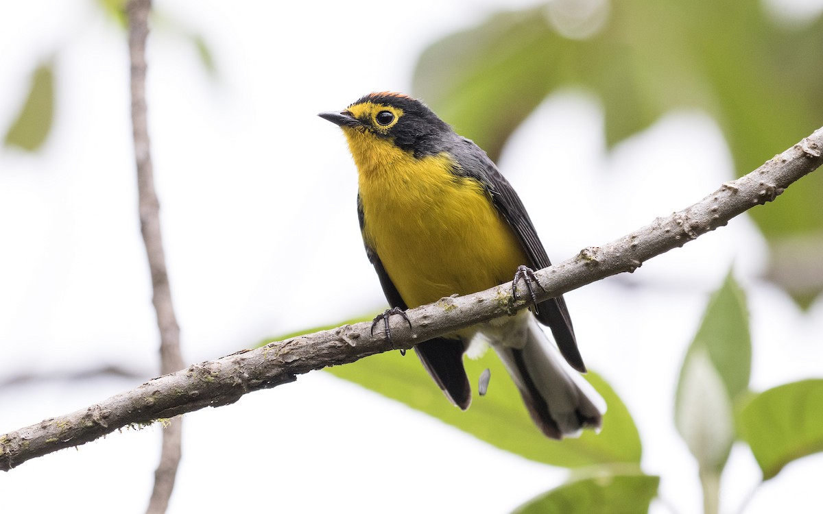 Spectacled Redstart - ML170223931