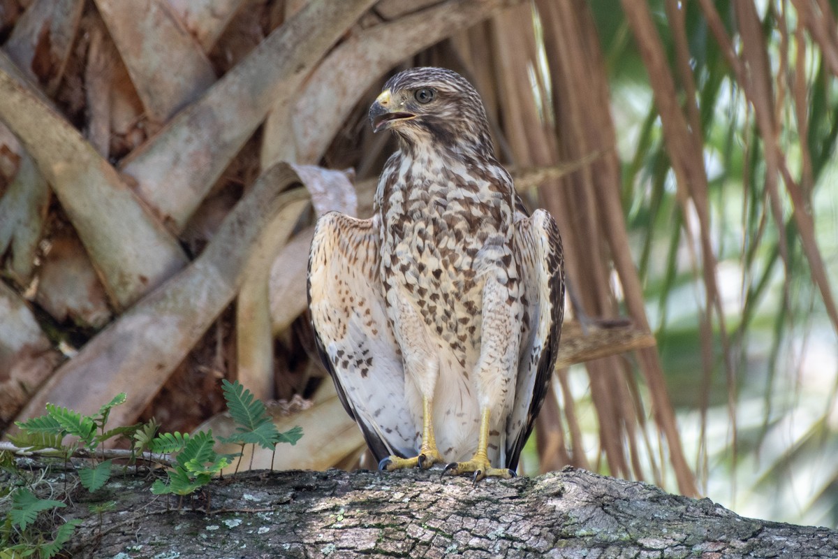 Rotschulterbussard - ML170224331