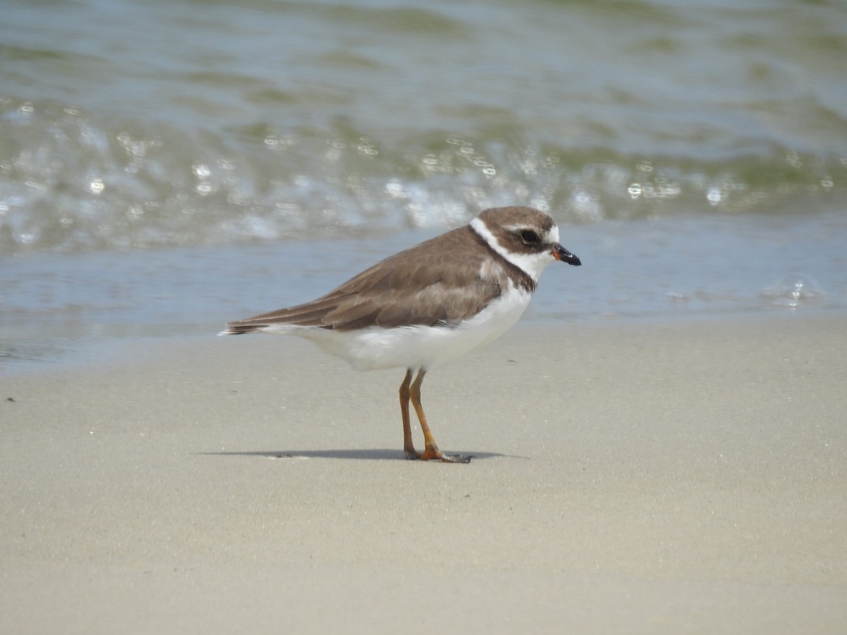 Semipalmated Plover - ML170224341