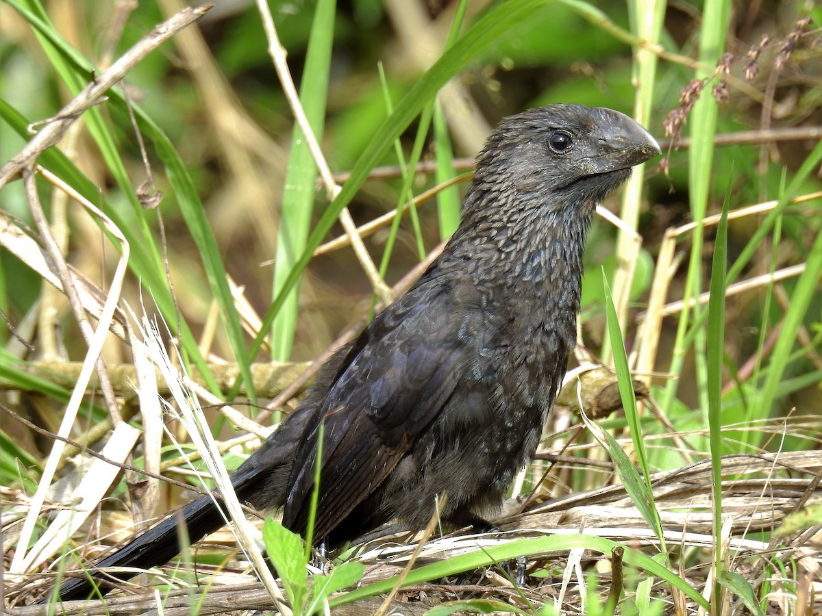 Smooth-billed Ani - ML170225091