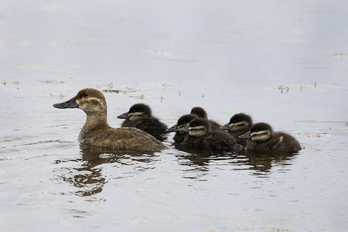 Ruddy Duck - ML170225191