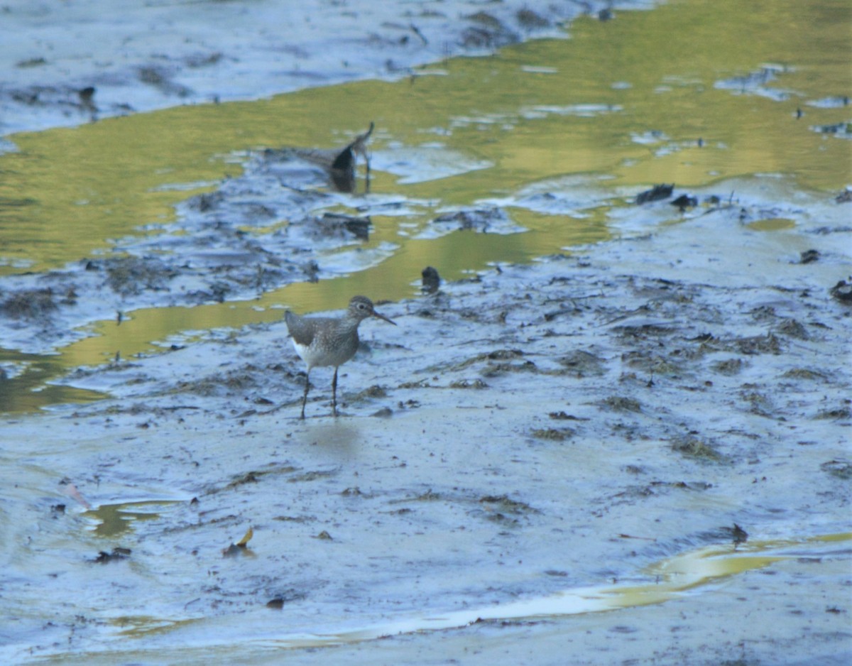 Solitary Sandpiper - Sam Greene