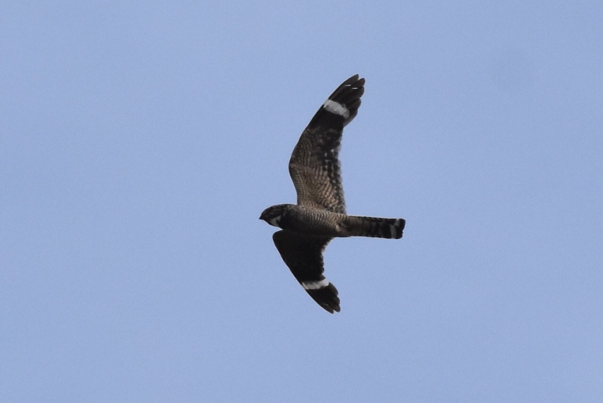 Lesser Nighthawk - ML170225351