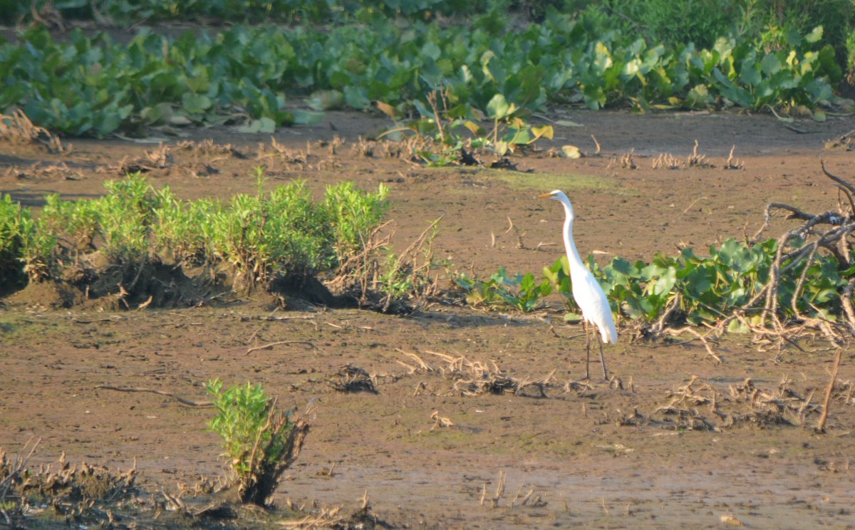 Great Egret - Sam Greene