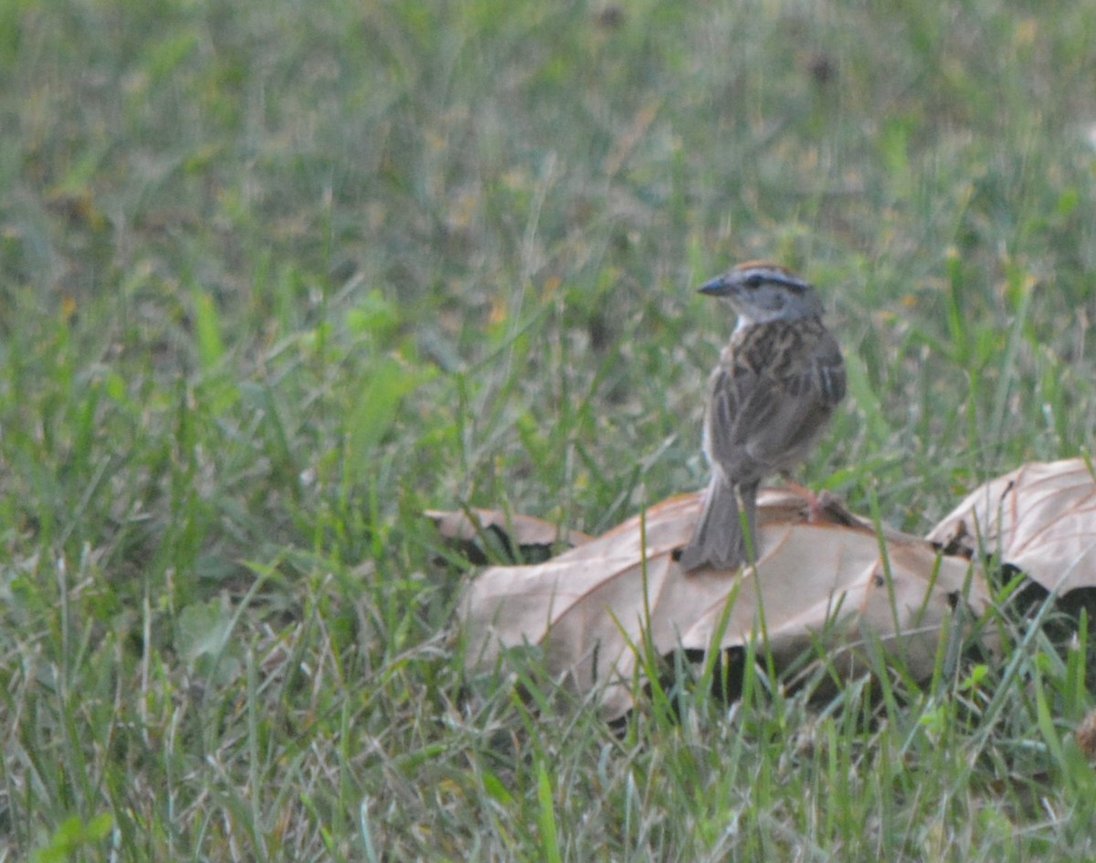 Chipping Sparrow - Sam Greene