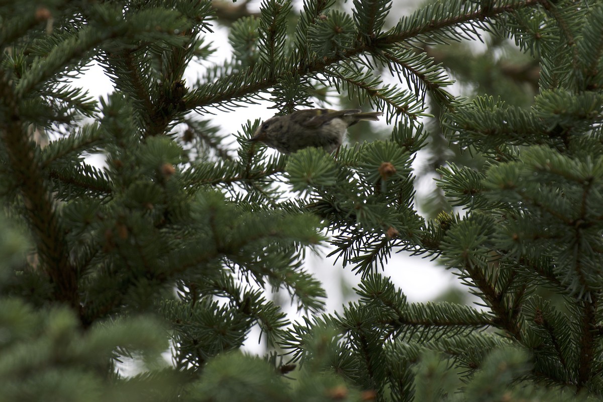 Roitelet à couronne dorée - ML170226271