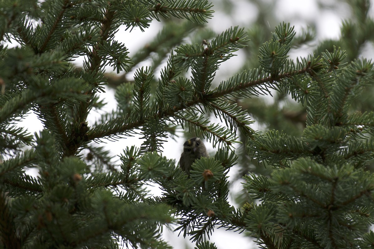 Golden-crowned Kinglet - Josiah Verbrugge