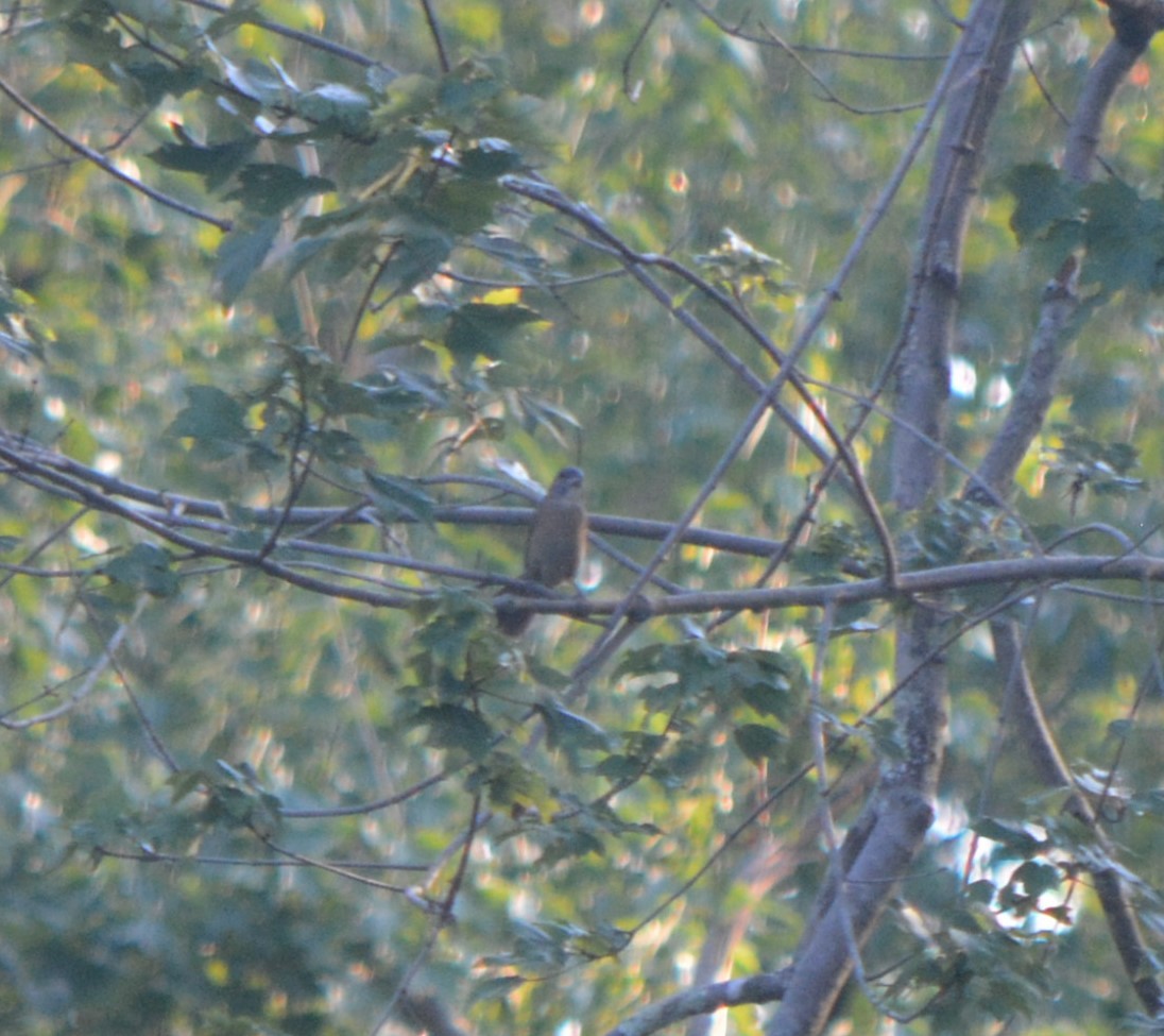 Blue Grosbeak - ML170226671