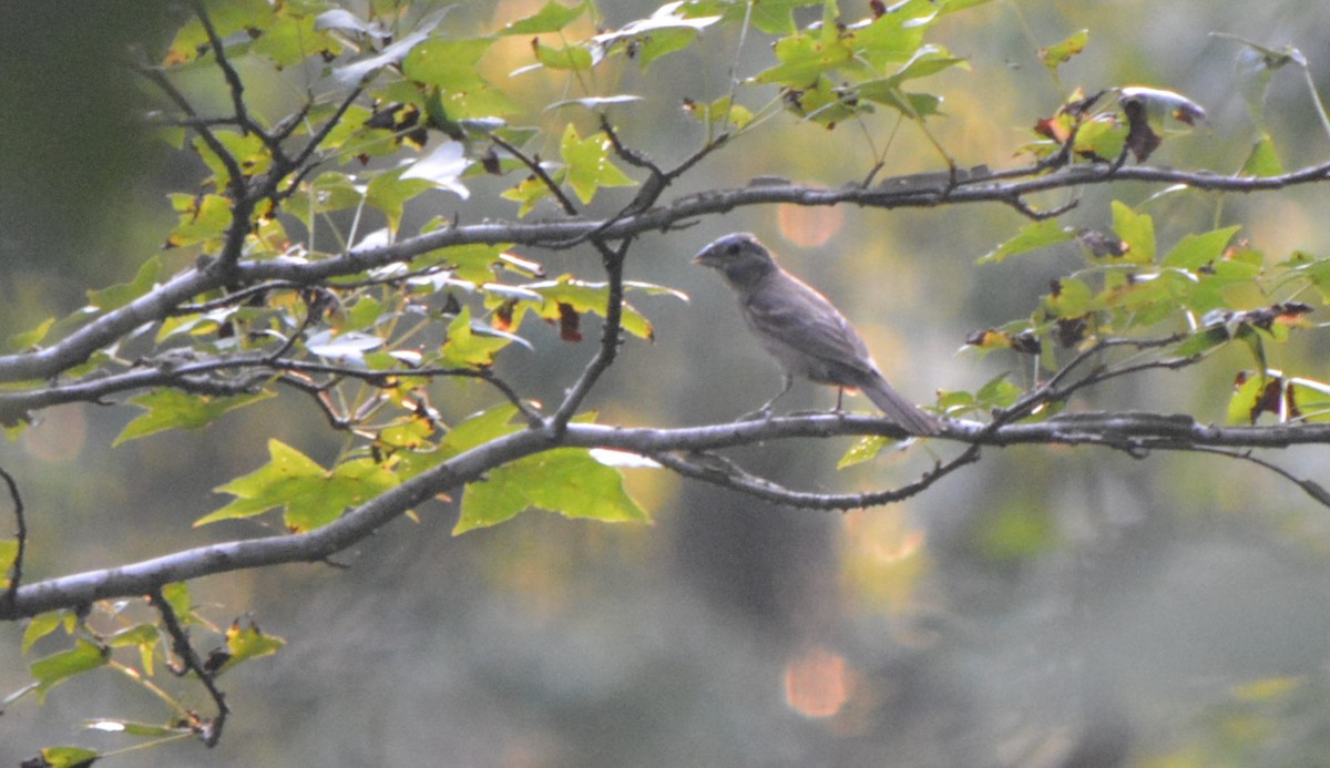 Blue Grosbeak - ML170226701