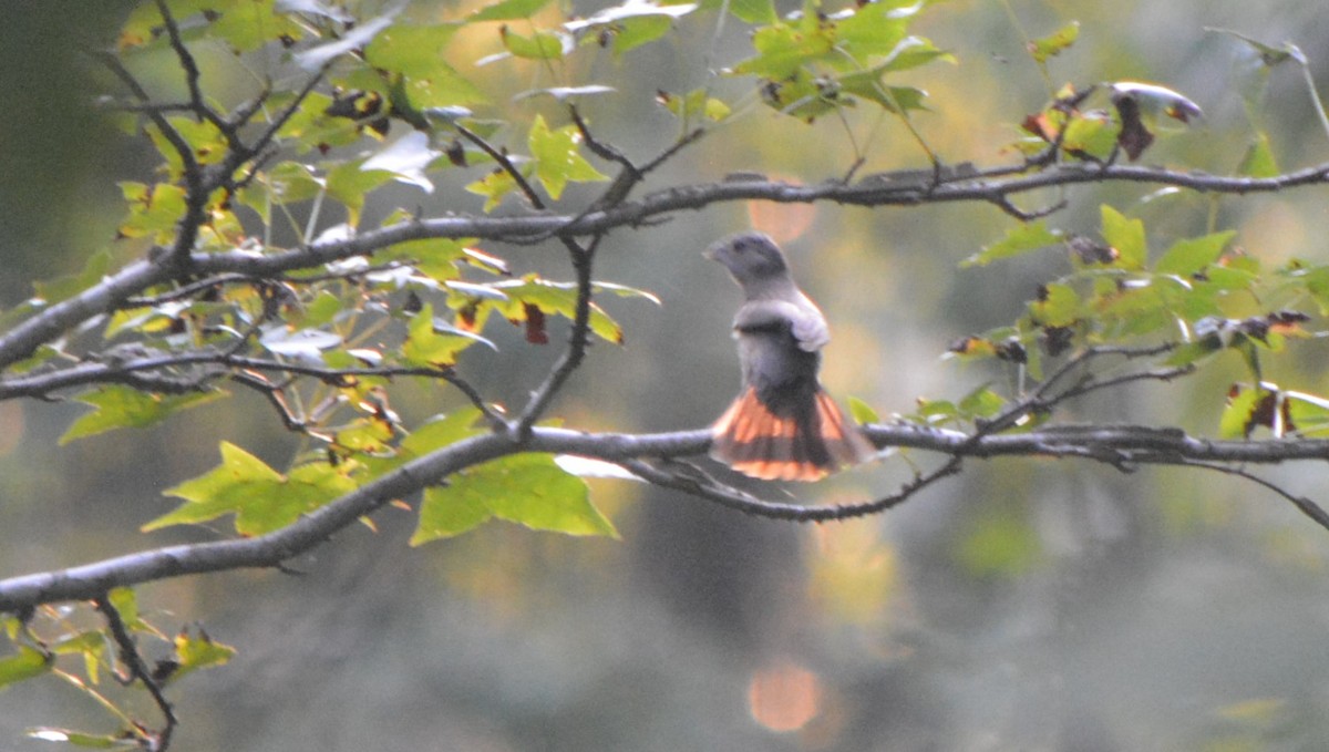 Blue Grosbeak - ML170226711