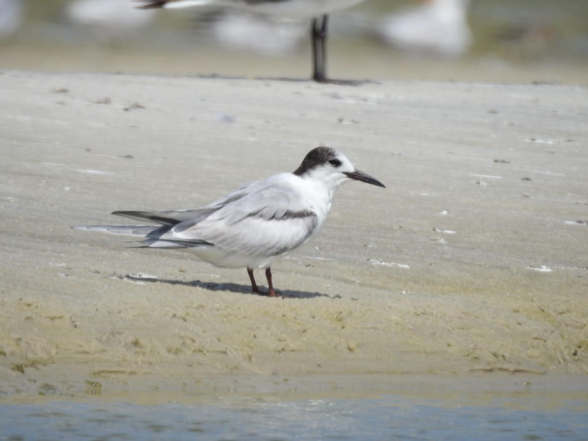 Common Tern - Susan Grantham