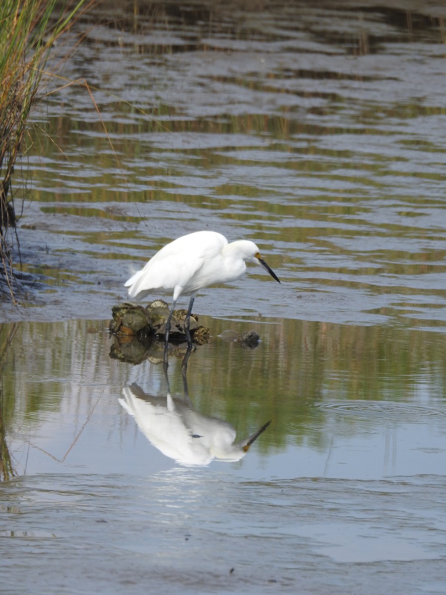 Snowy Egret - Susan Grantham