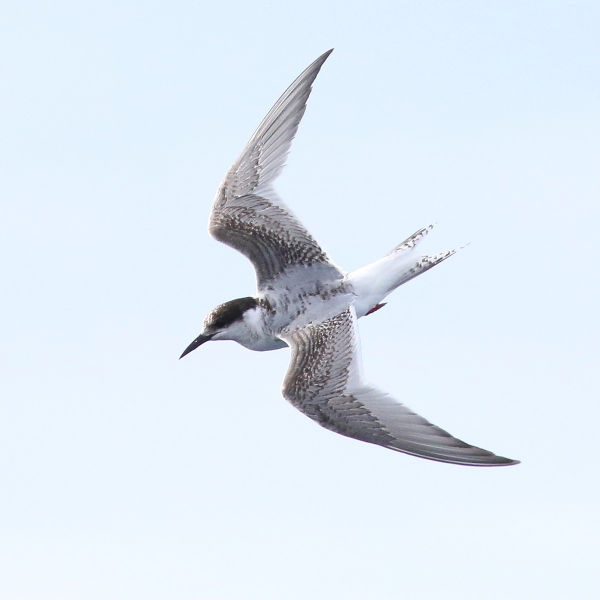 Antarctic Tern - Leigh Pieterse