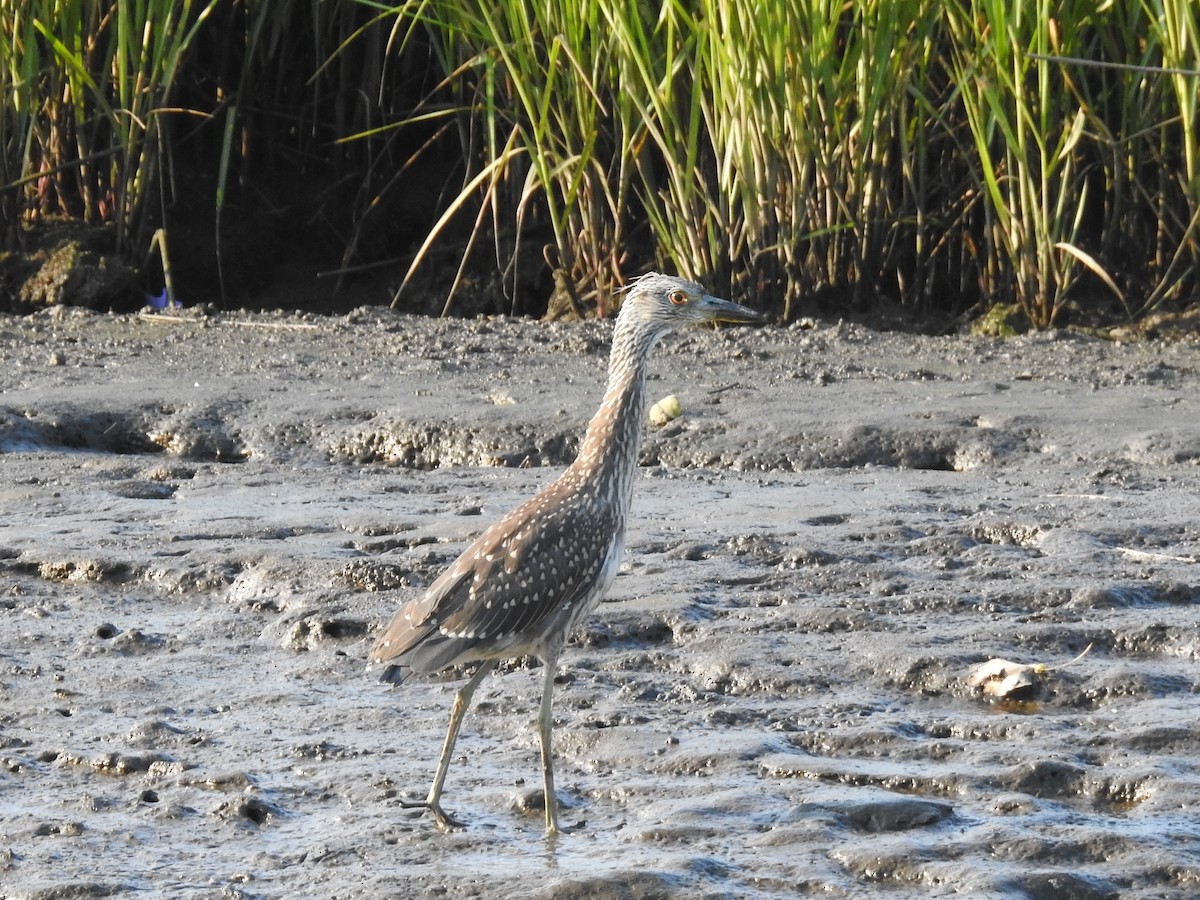 Yellow-crowned Night Heron - ML170232141