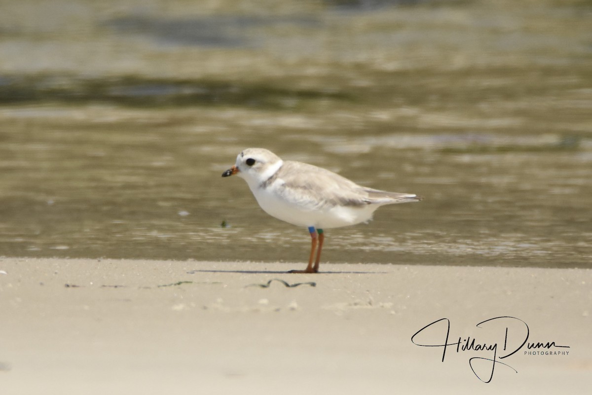 Piping Plover - ML170232661