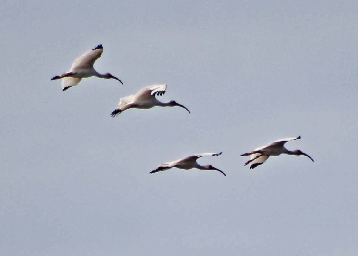 White Ibis - ML170233341