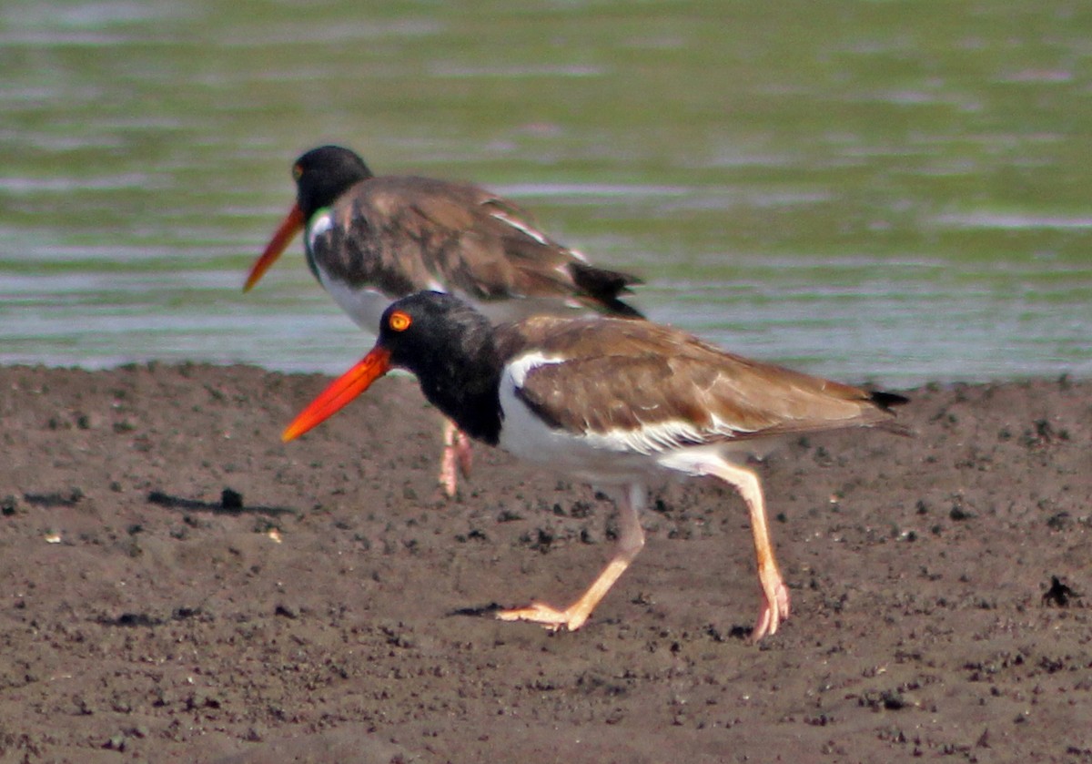 American Oystercatcher - ML170233801