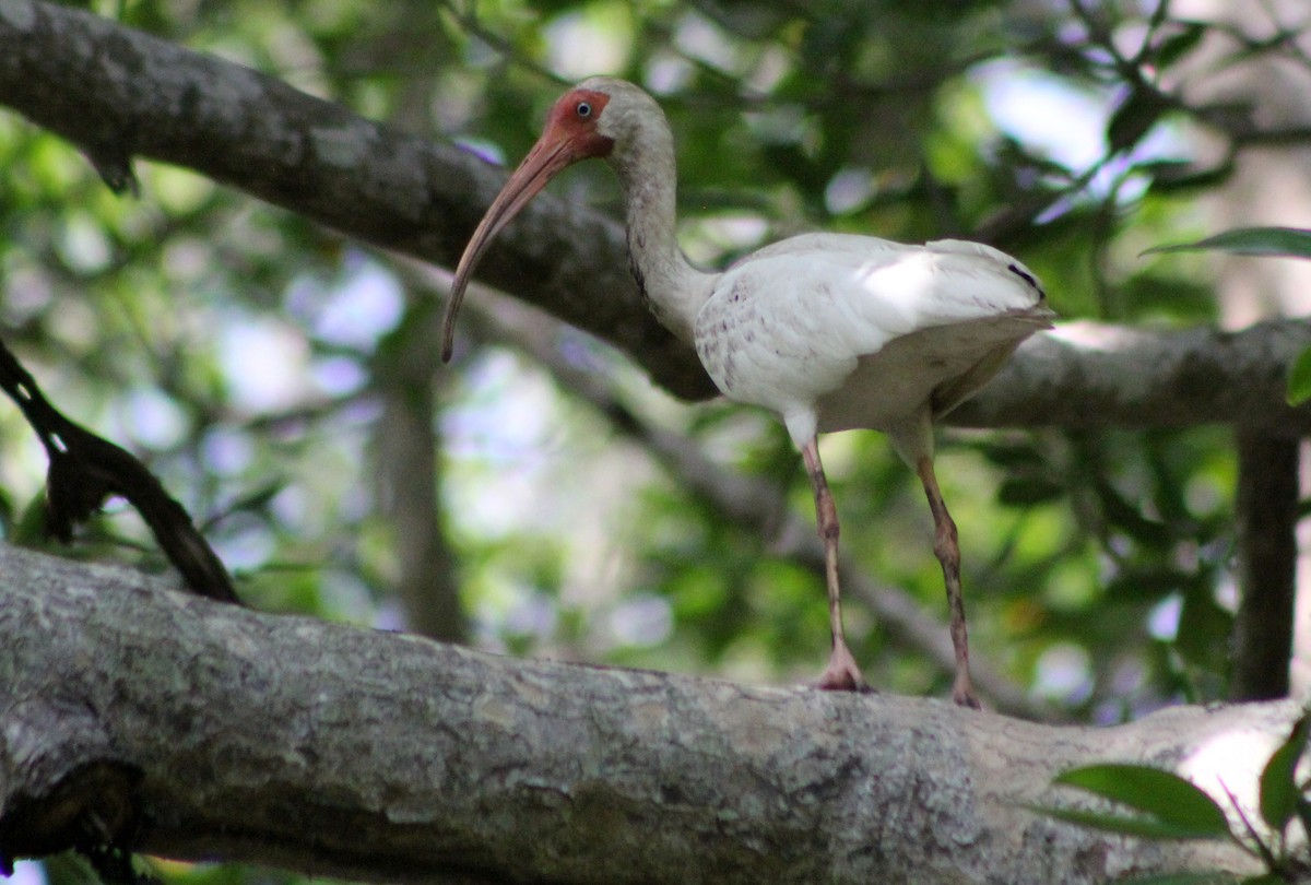 White Ibis - ML170234091