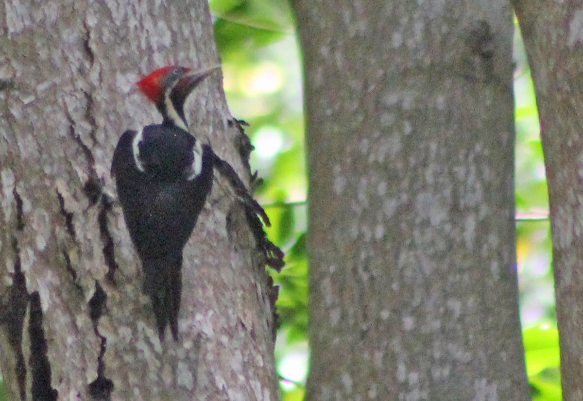 Lineated Woodpecker - ML170234421