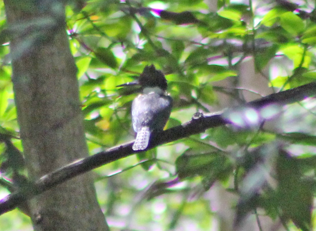 Ringed Kingfisher - ML170234761