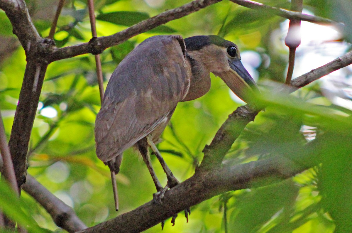 Boat-billed Heron - ML170234901