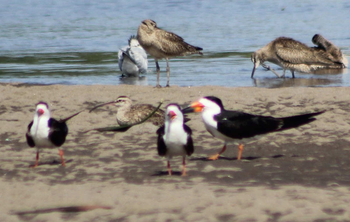 Black Skimmer - ML170235171