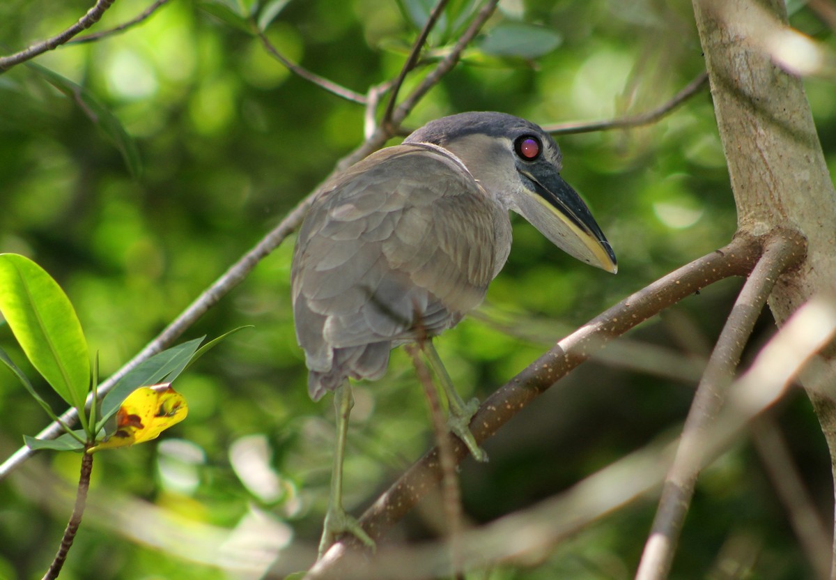 Boat-billed Heron - ML170235211