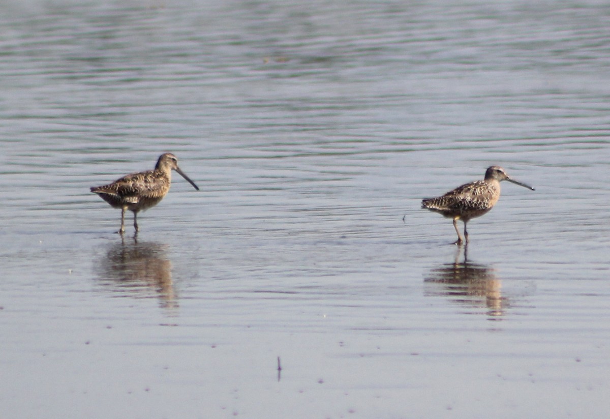 Short-billed Dowitcher - ML170235231