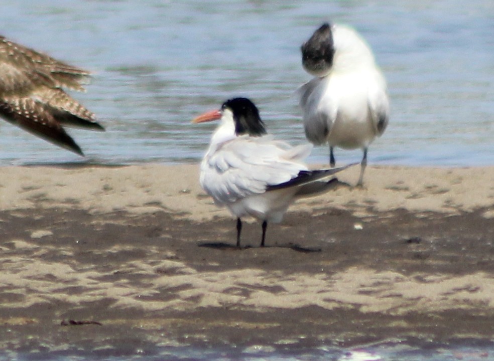 Elegant Tern - ML170235551