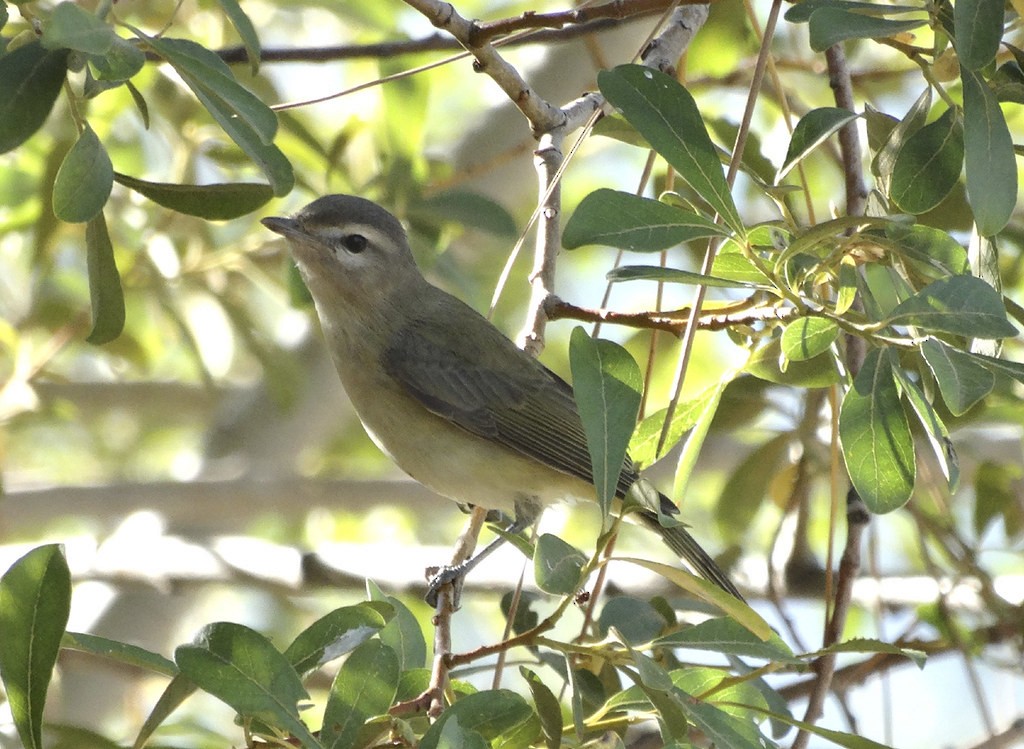 Warbling Vireo - ML170235621