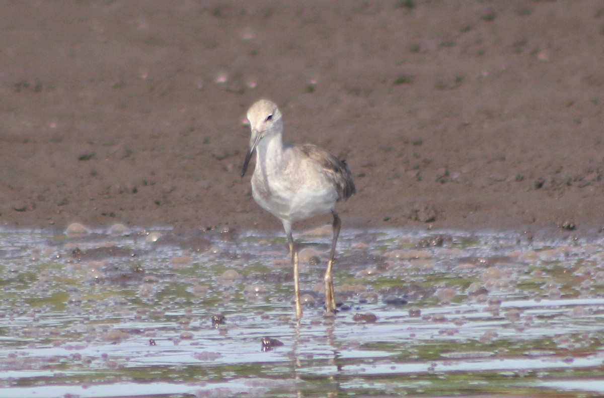 Willet - ML170235801