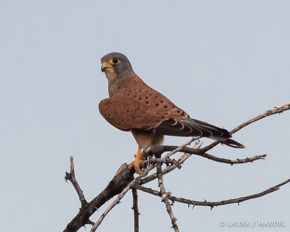 Rock Kestrel - Laura Mandel