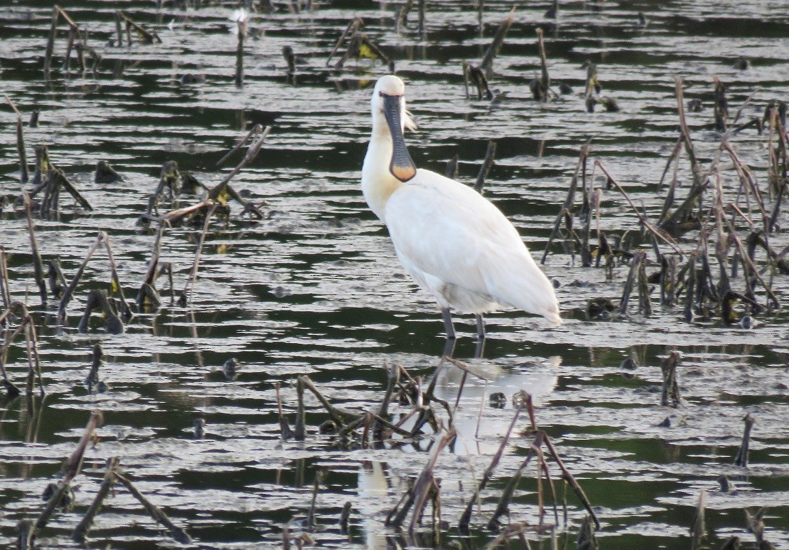 Spatola - ML170240021