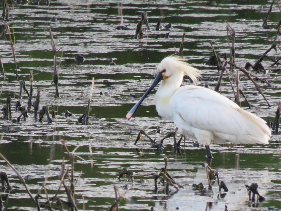 Spatola - ML170240071