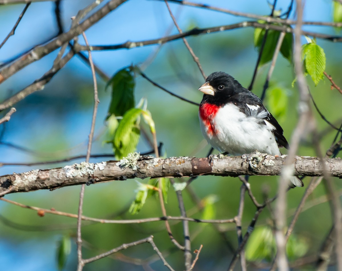 Rose-breasted Grosbeak - ML170242161